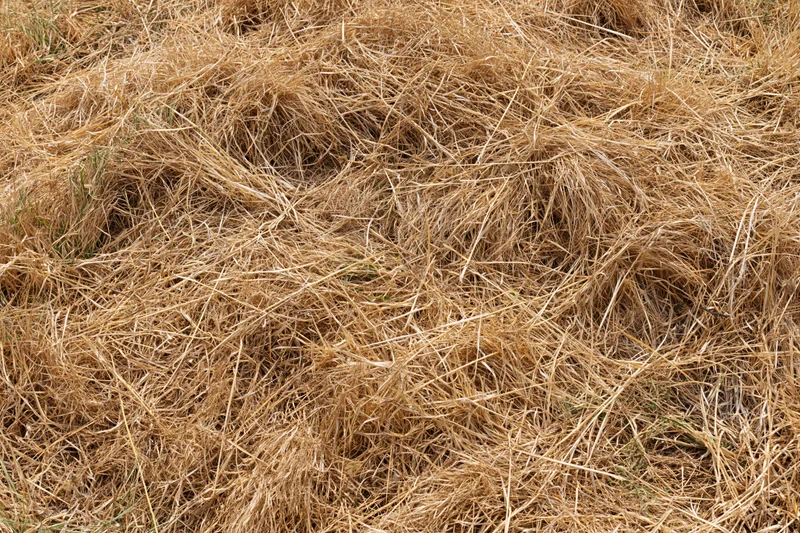 Dry dead lawn grass covering the ground in a tangled, layered texture from an overhead closeup view