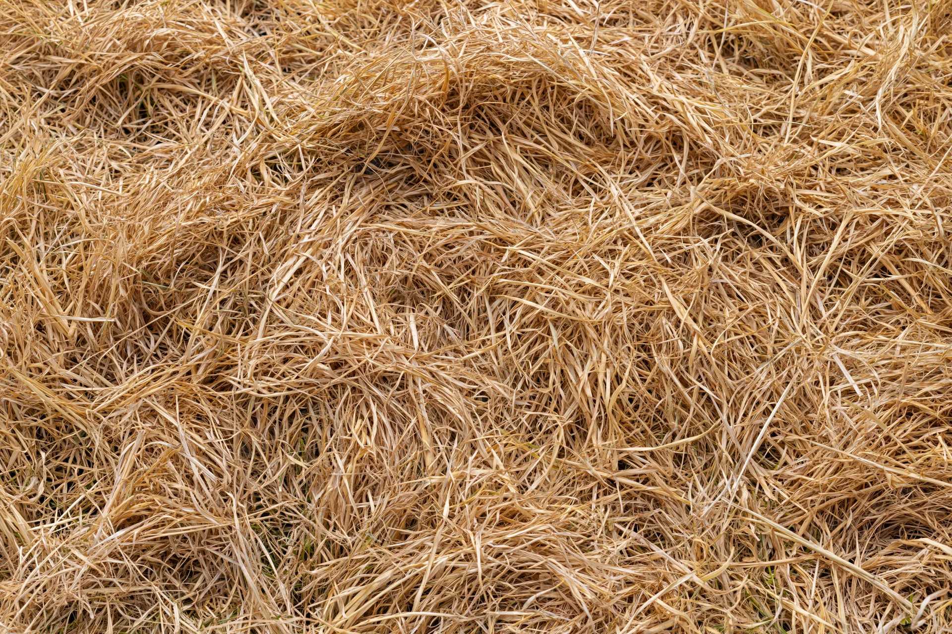 Dry dead lawn grass covering the ground in a close-up overhead view