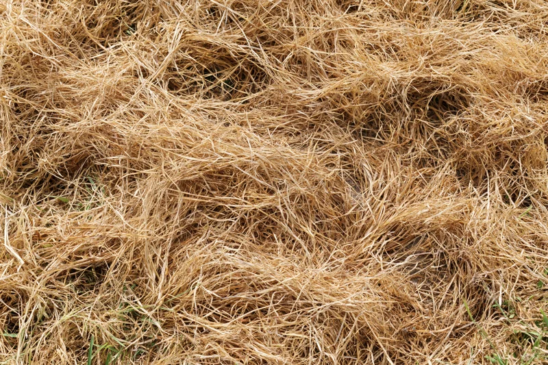 Dry dead lawn grass covering the ground in a close-up overhead view