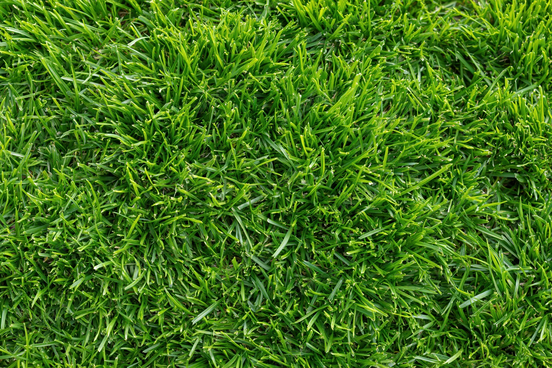 Closeup overhead view of freshly cut short green grass covering a lawn surface