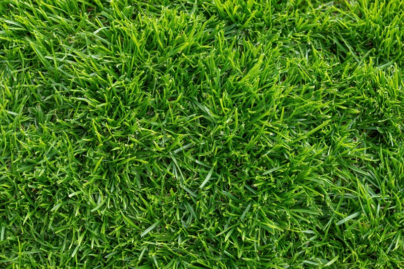Closeup overhead view of freshly cut short green grass covering a lawn surface