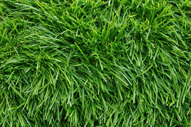 Close-up overhead view of freshly cut short green grass in a lawn