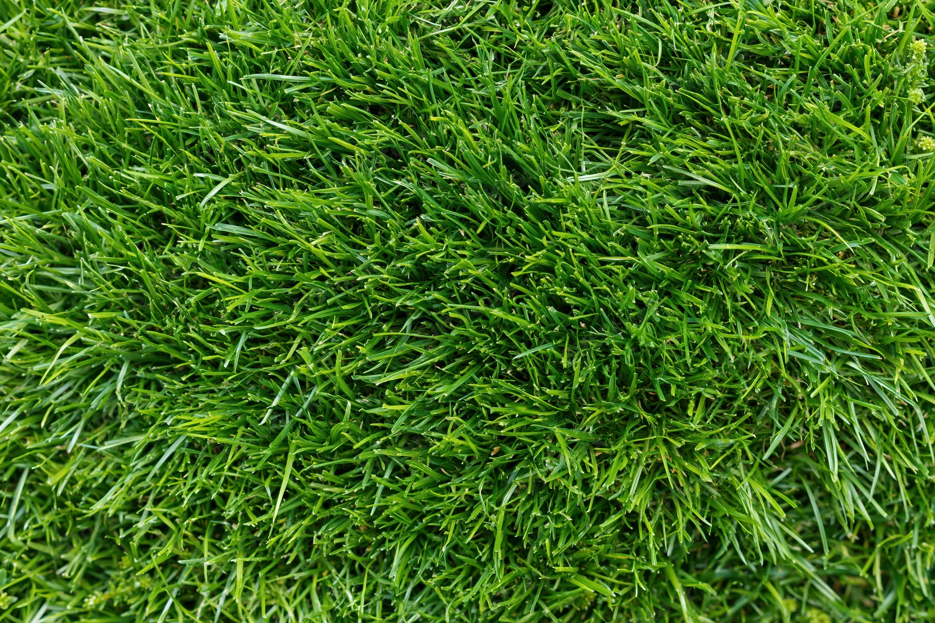 Close-up overhead view of freshly cut short green grass covering the ground