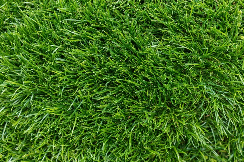 Close-up overhead view of freshly cut short green grass covering the ground