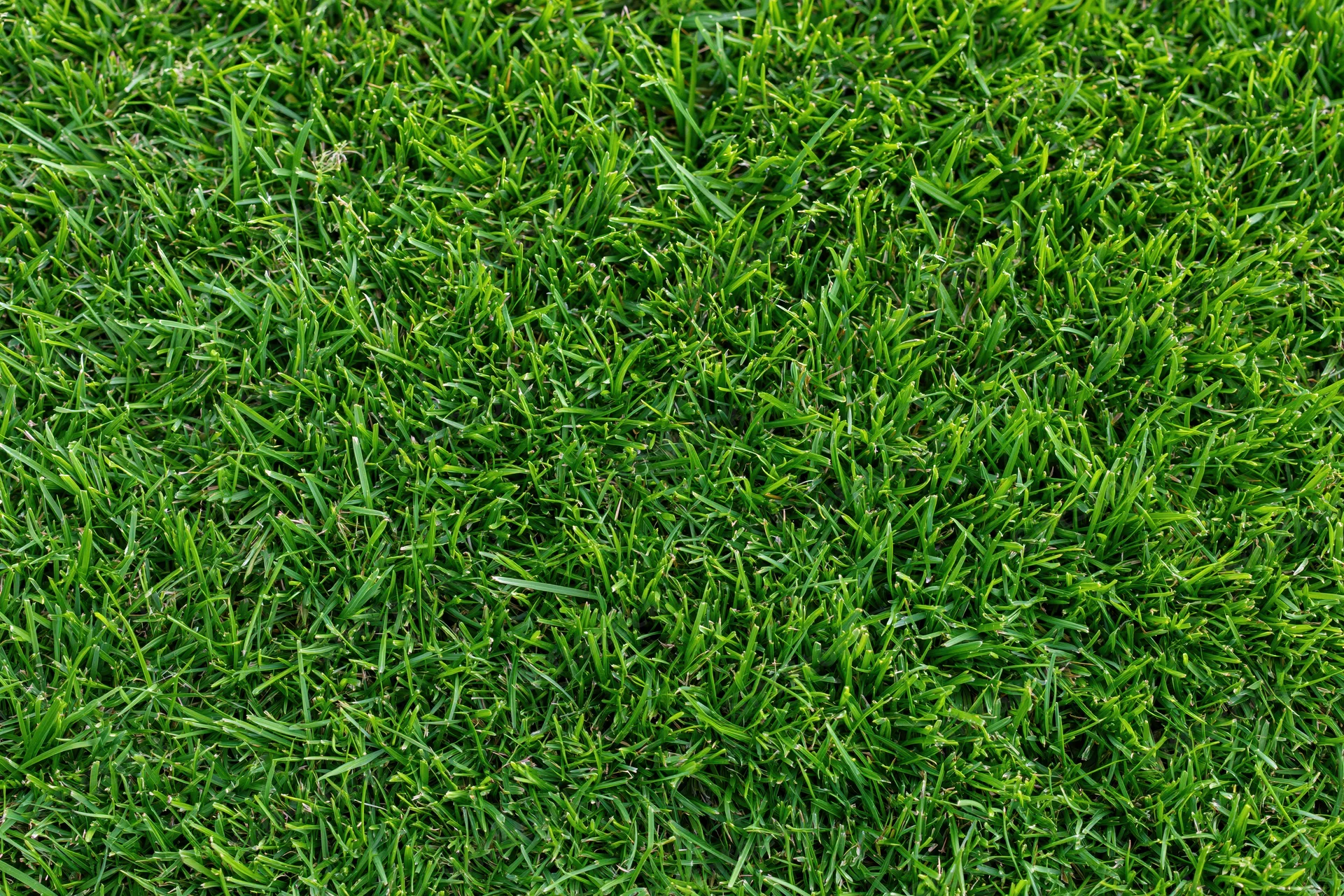 Close-up overhead view of freshly cut short green grass covering the ground