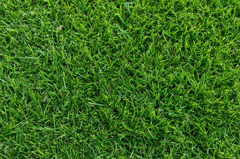 Close-up overhead view of freshly cut short green grass covering the ground