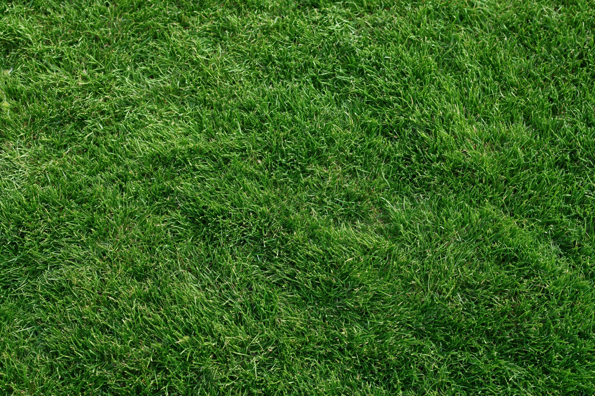 Freshly mowed green grass filling the frame from an overhead closeup view