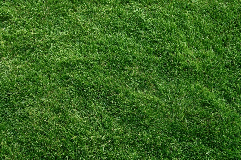 Freshly mowed green grass filling the frame from an overhead closeup view