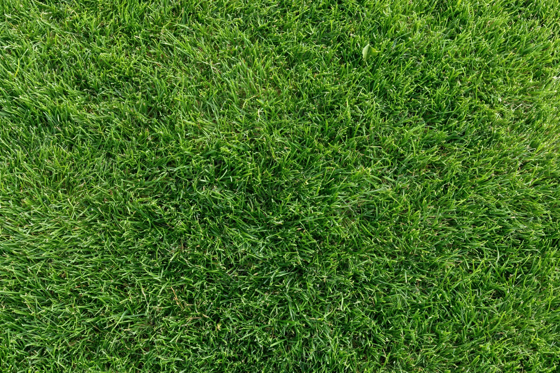 Close-up overhead view of freshly mowed green grass covering the ground