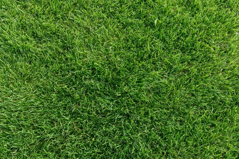 Close-up overhead view of freshly mowed green grass covering the ground