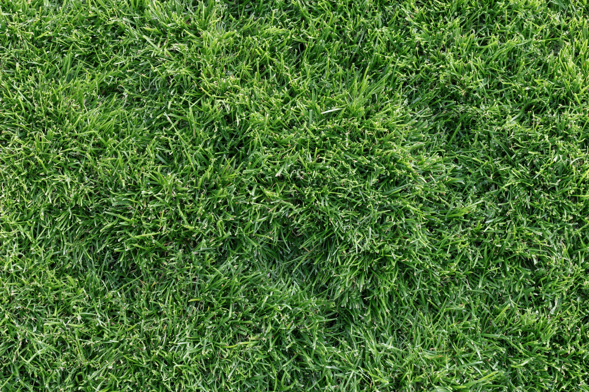 Freshly mowed green grass viewed from above filling the frame