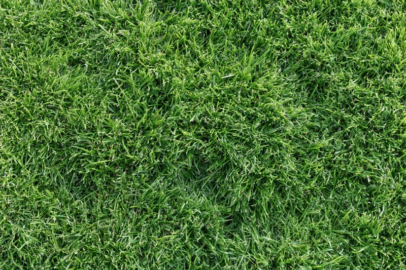 Freshly mowed green grass viewed from above filling the frame