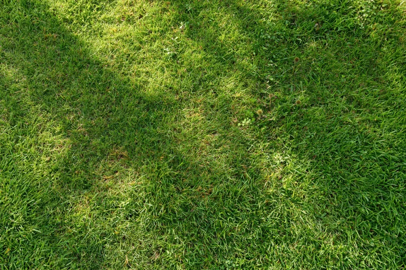 Freshly mowed green grass lawn viewed from above filling the frame