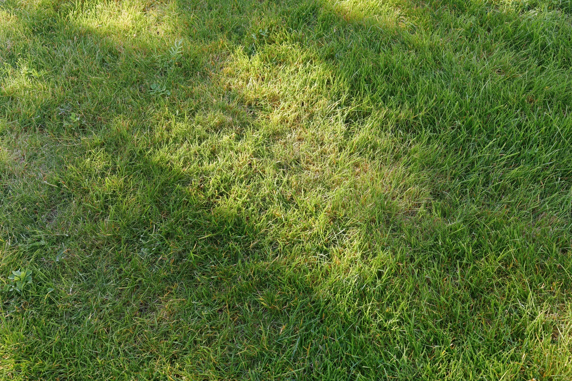 Freshly mowed grass lawn viewed from above filling the frame