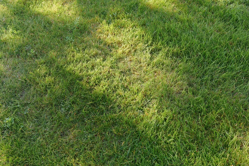 Freshly mowed grass lawn viewed from above filling the frame