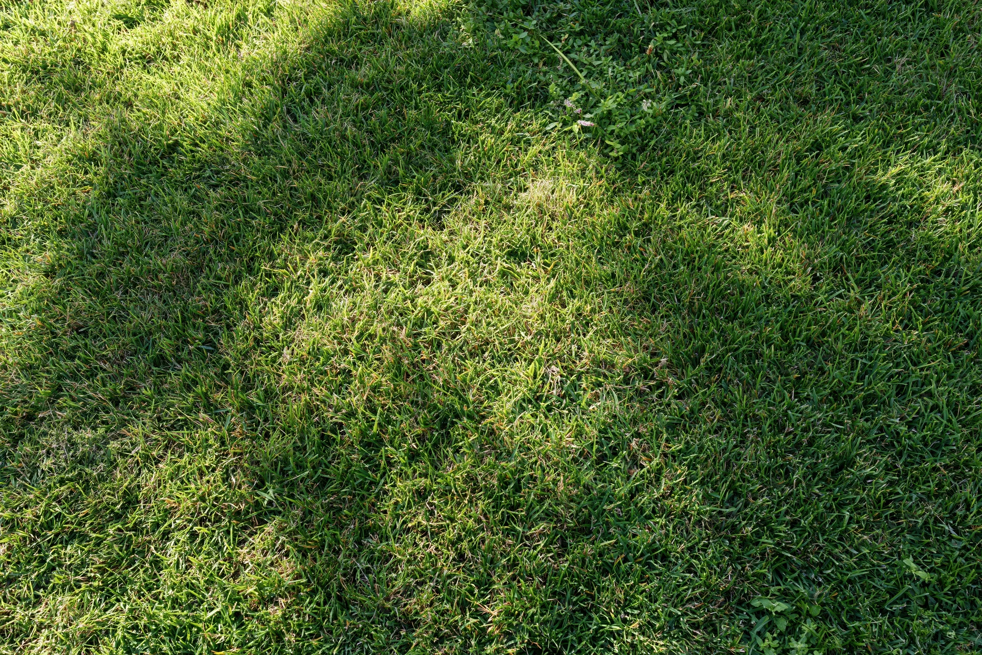 Freshly mowed grass lawn viewed from above filling the frame