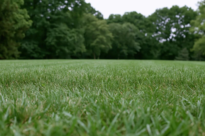 Freshly mowed grass lawn stretching toward a tree line from ground level