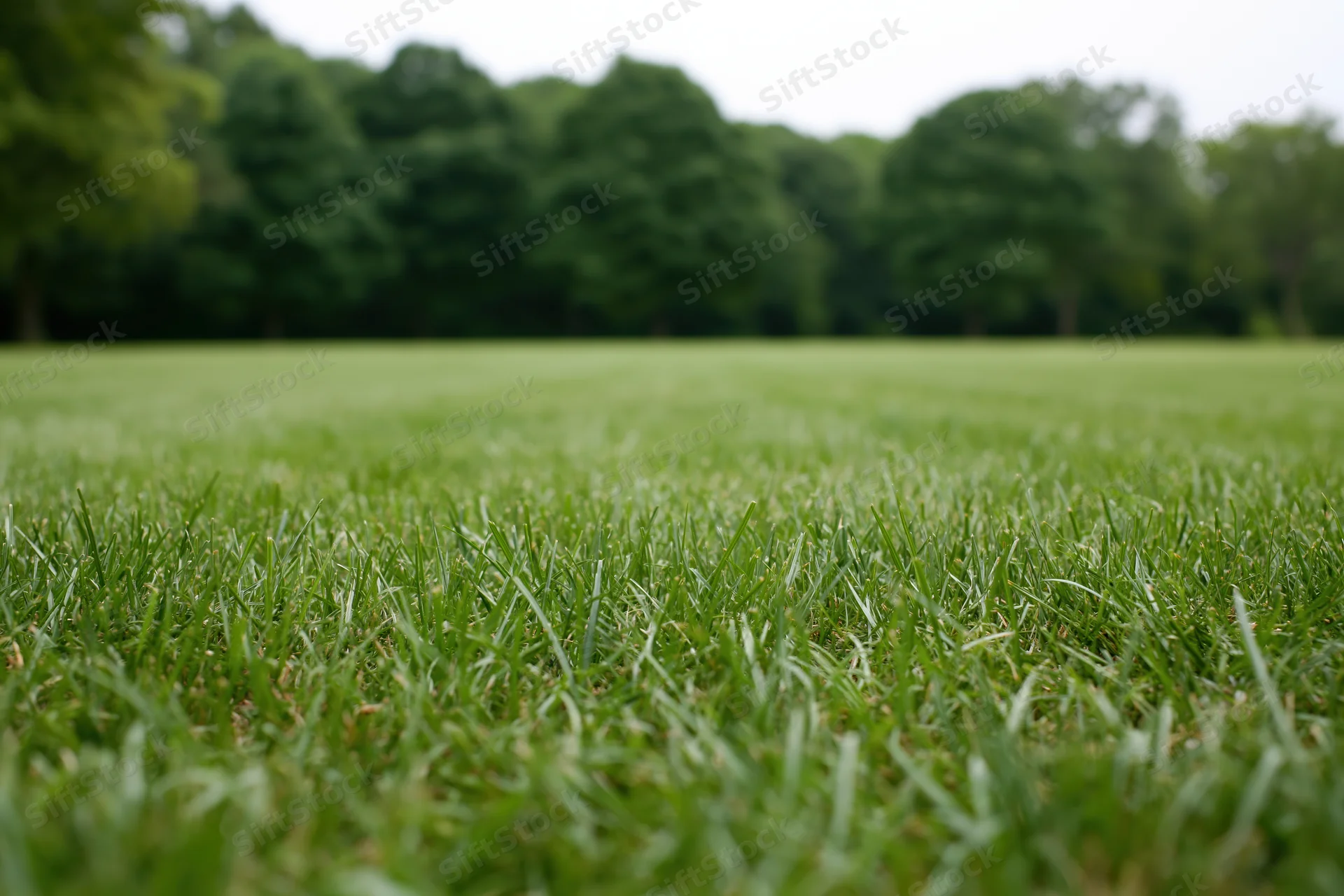 Close ground-level view of freshly mowed grass lawn stretching toward a line of trees in a park setting