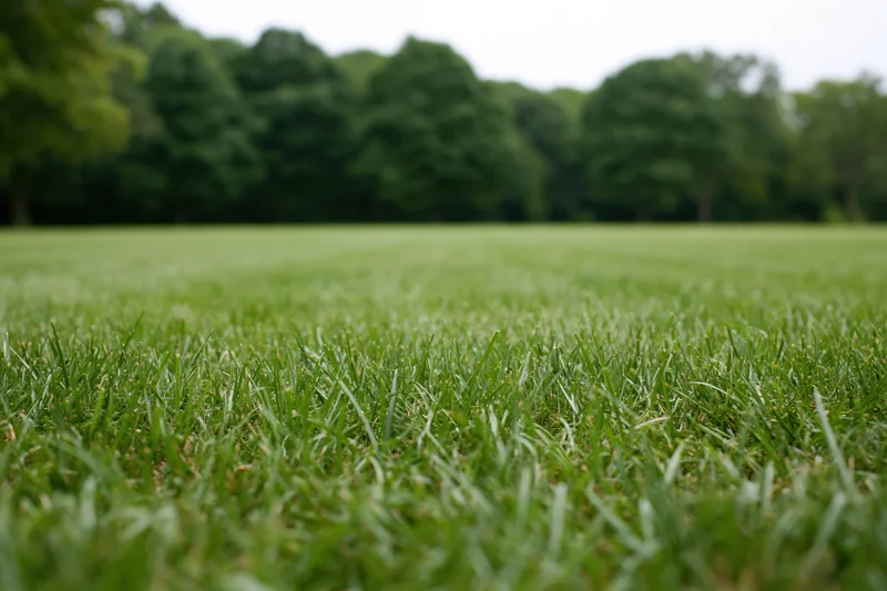 Close ground-level view of freshly mowed grass lawn stretching toward a line of trees in a park setting