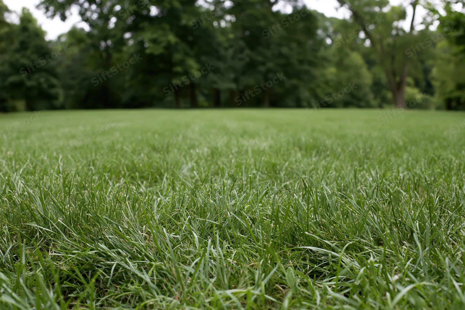 Freshly mowed grass lawn stretching into a tree-lined park from a low ground-level perspective