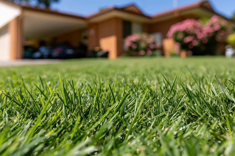 Close ground-level view of freshly mowed green lawn in front of a suburban house with flowering shrubs and garage in background