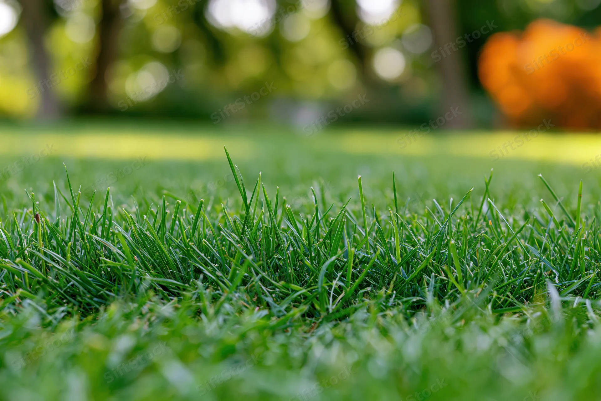 Close ground-level view of freshly cut green lawn grass in a park setting with blurred trees and orange foliage in background