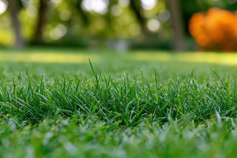 Close ground-level view of freshly cut green lawn grass in a park setting with blurred trees and orange foliage in background