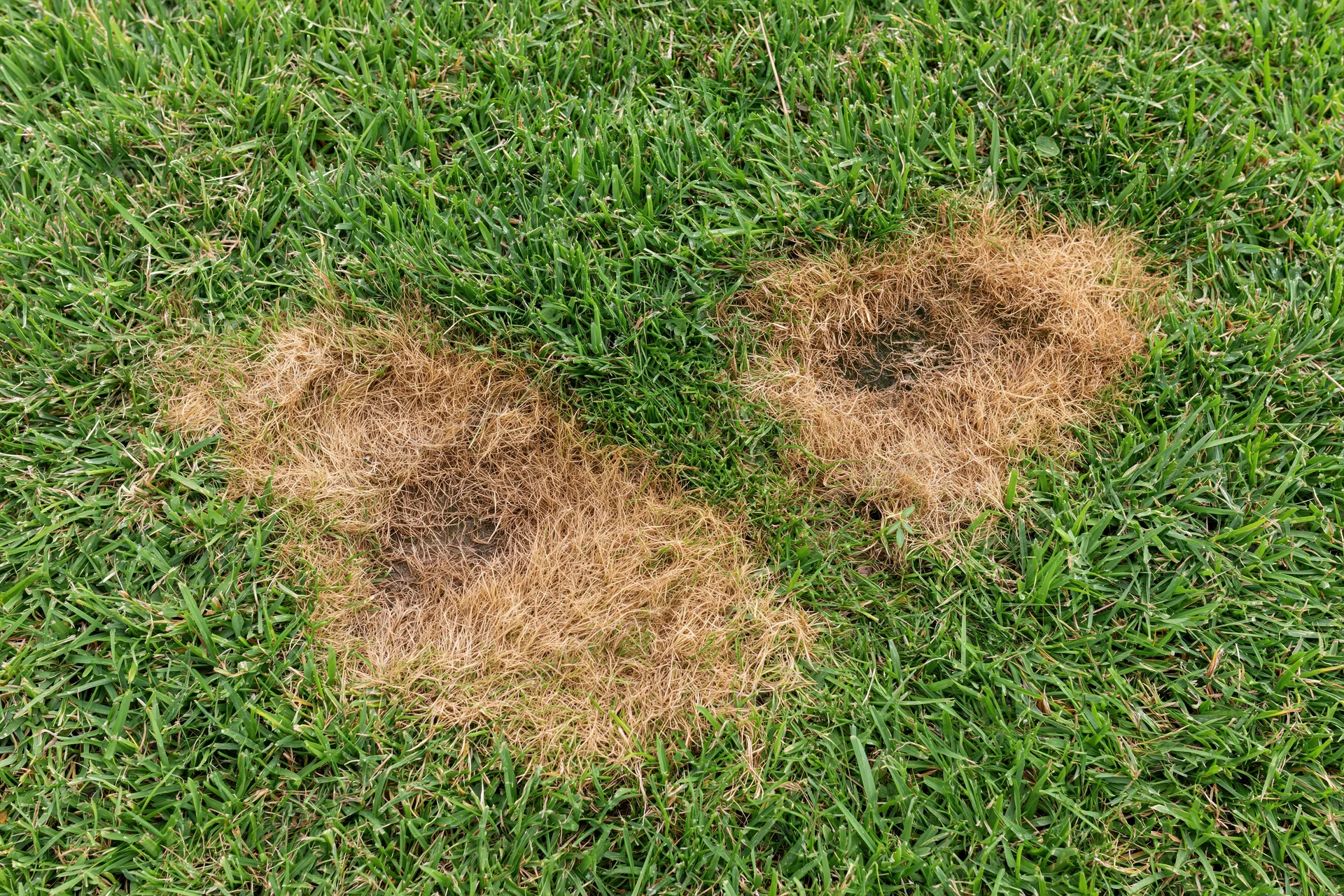 Two irregular brown patches of dead grass in a green lawn viewed from above