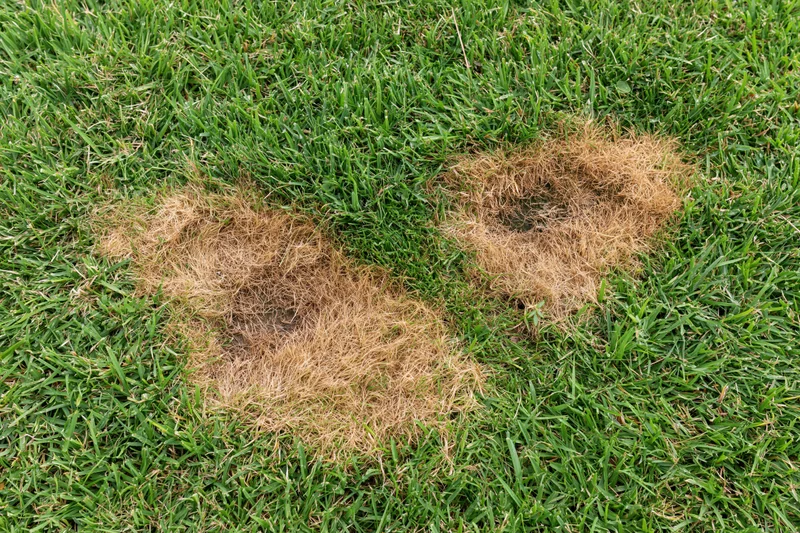 Two irregular brown patches of dead grass in a green lawn viewed from above