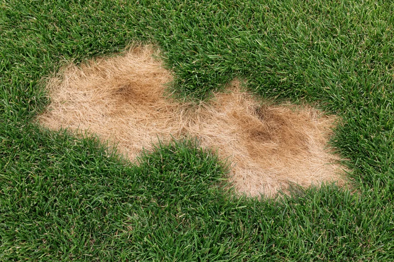 Two irregular brown patches of dead grass in a green lawn showing lawn damage