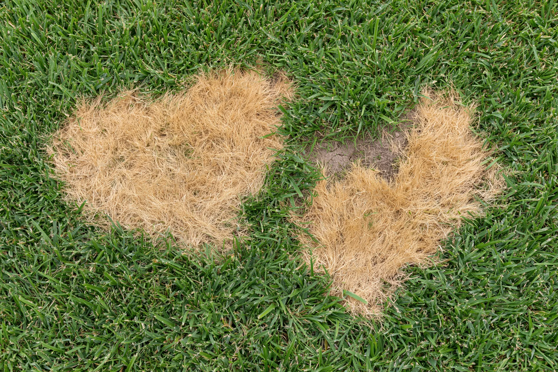 Two irregular brown dead patches in a green lawn showing exposed soil and damaged turf