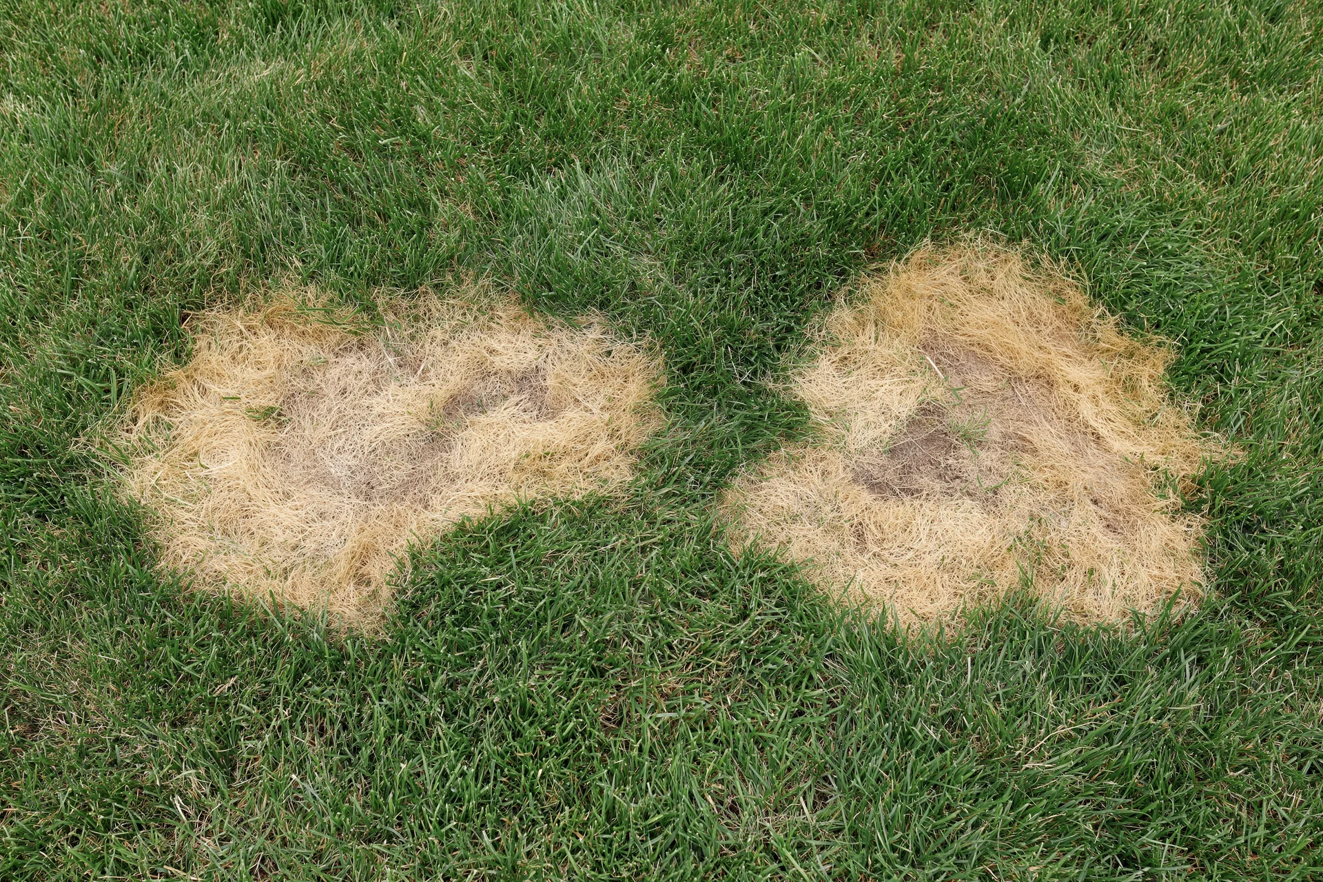 Two irregular dead patches in a green lawn showing soil and damaged turf