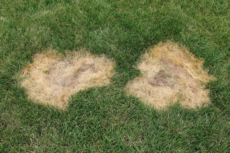 Two irregular dead patches in a green lawn showing soil and damaged turf