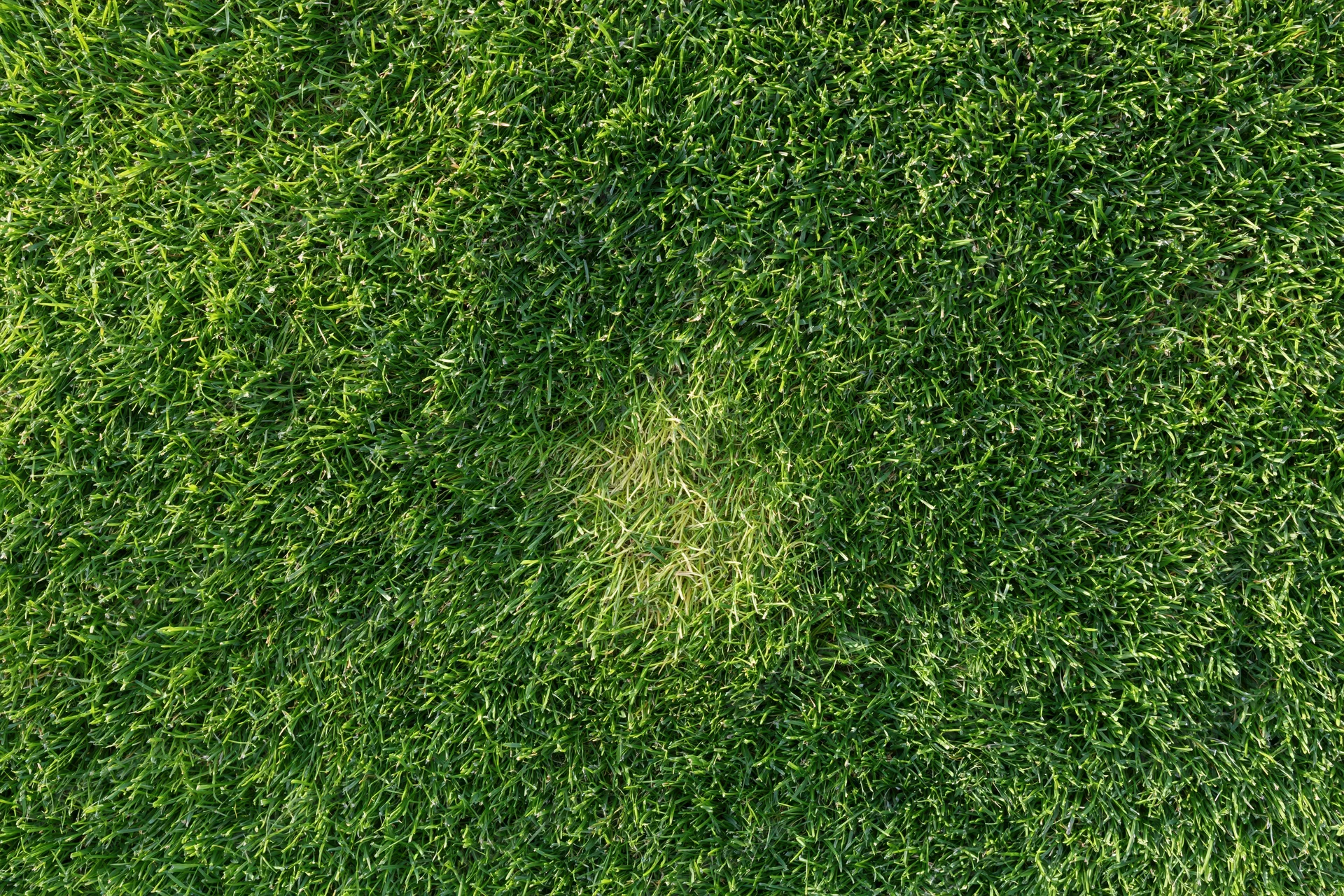 Short-cut green grass covering a lawn in an outdoor garden setting