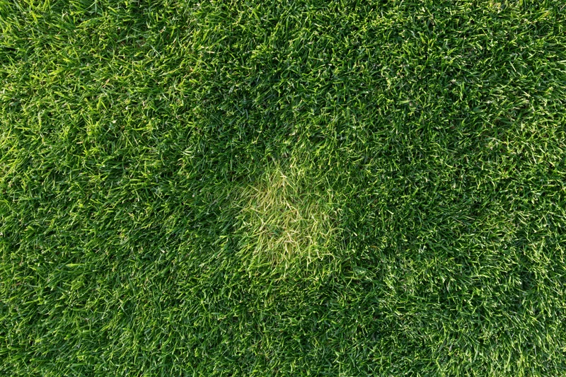 Short-cut green grass covering a lawn in an outdoor garden setting