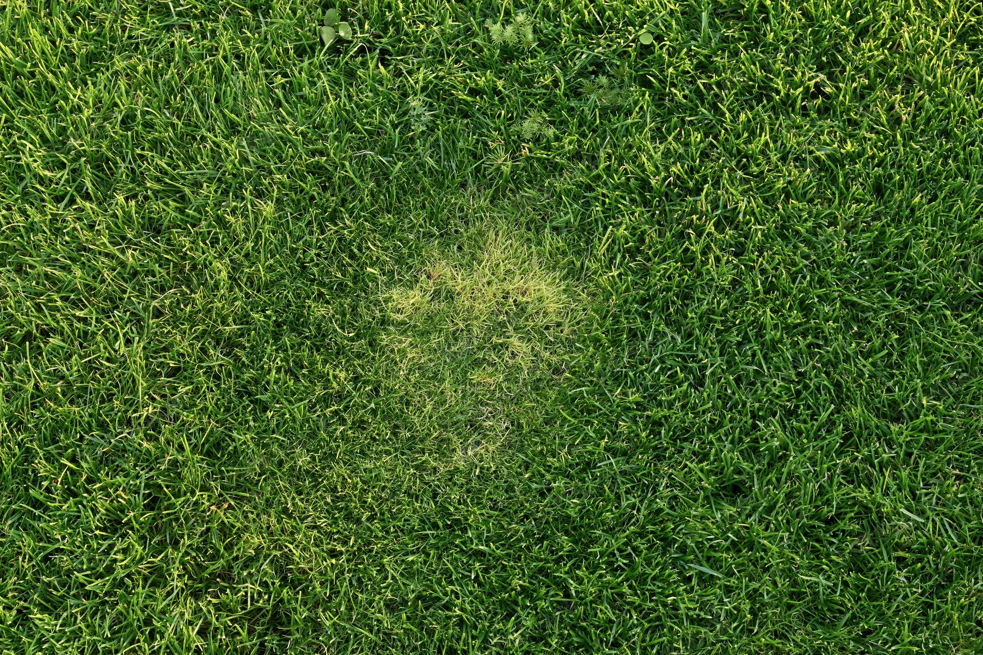 Close overhead view of short-cut green grass covering a lawn with a small patch of discolored blades in the center