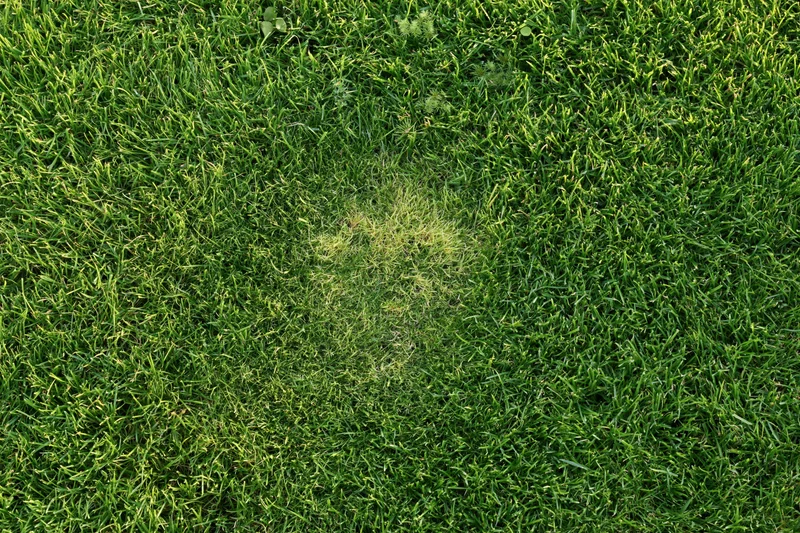 Close overhead view of short-cut green grass covering a lawn with a small patch of discolored blades in the center