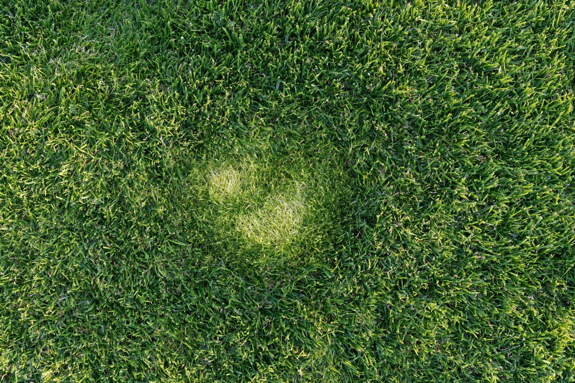 Close overhead view of short-cut green grass with a circular patch of lighter shade in the center