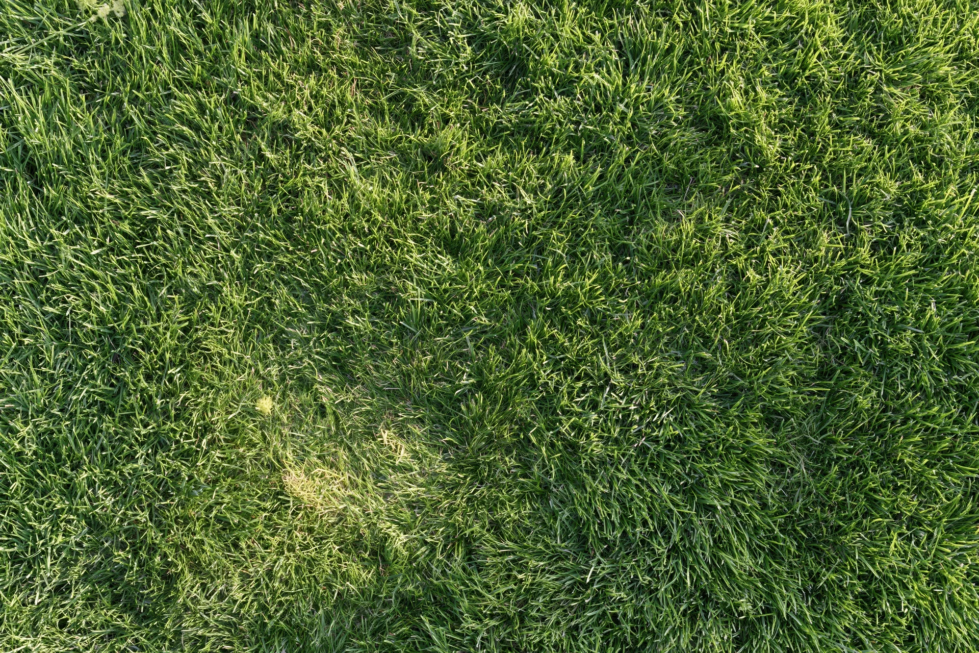 Short-cut green grass covering ground in a dense, uniform pattern viewed from directly above