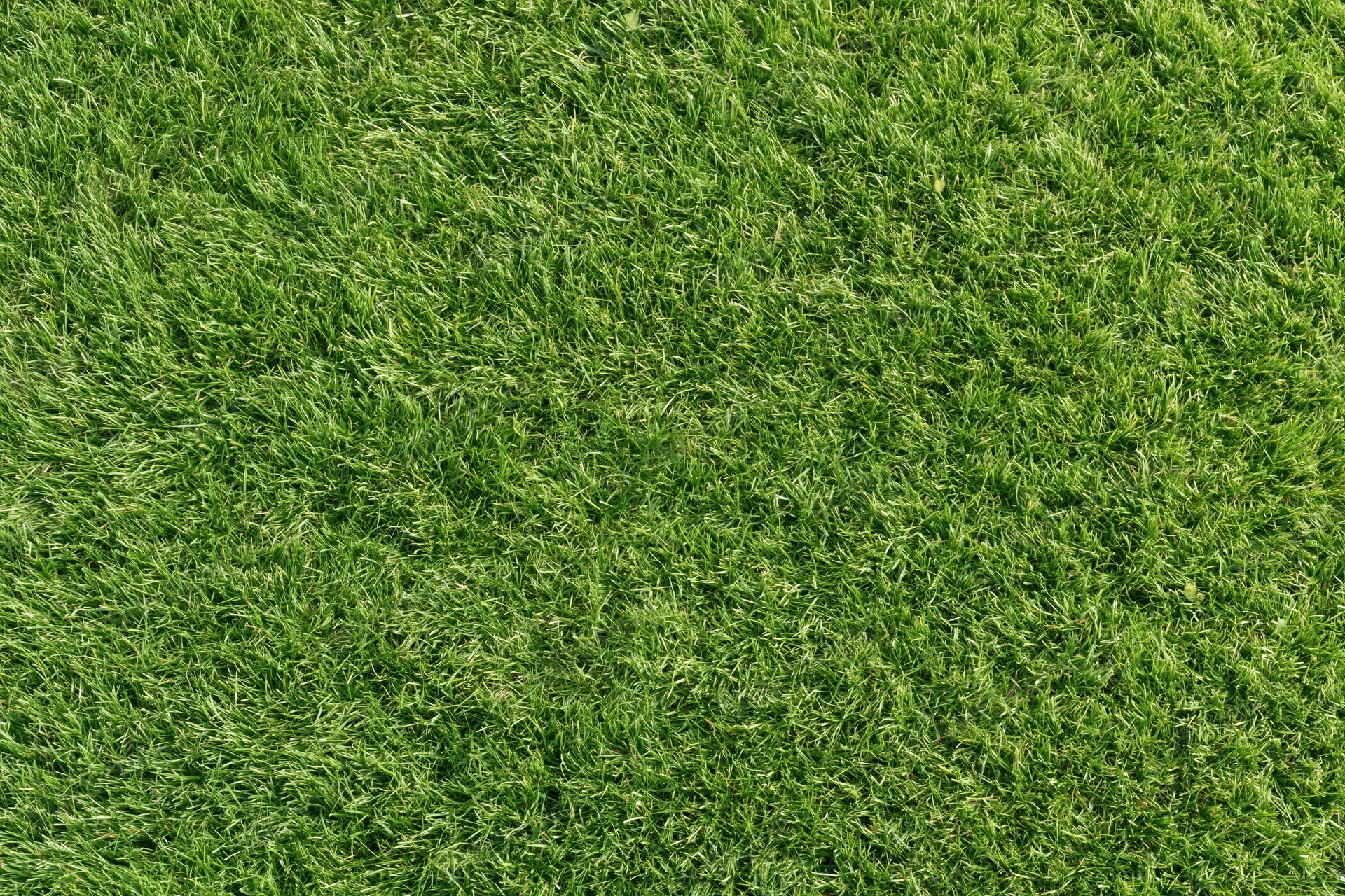 Closely mowed green grass lawn filling the frame
