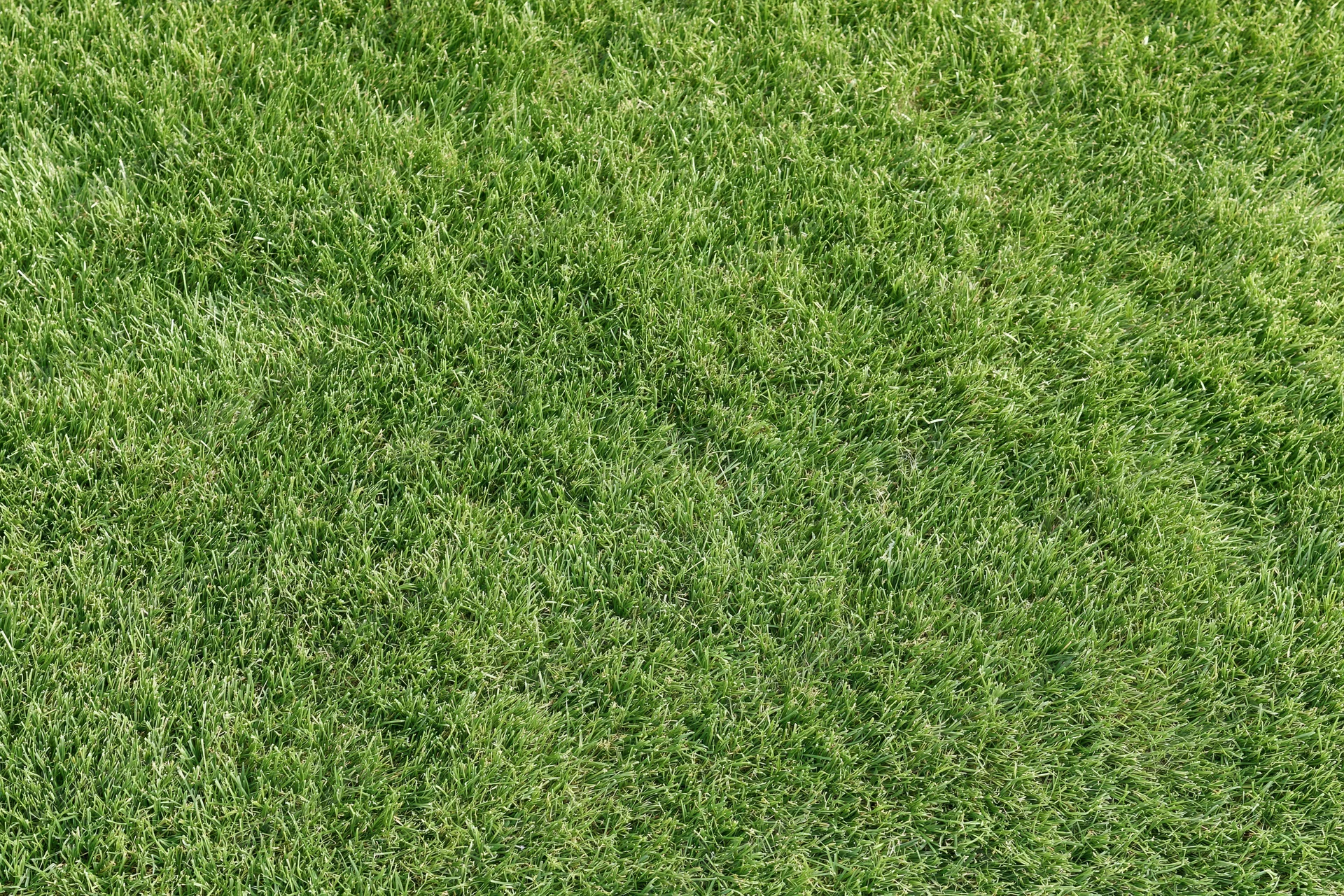 Closely mowed green grass lawn filling the frame
