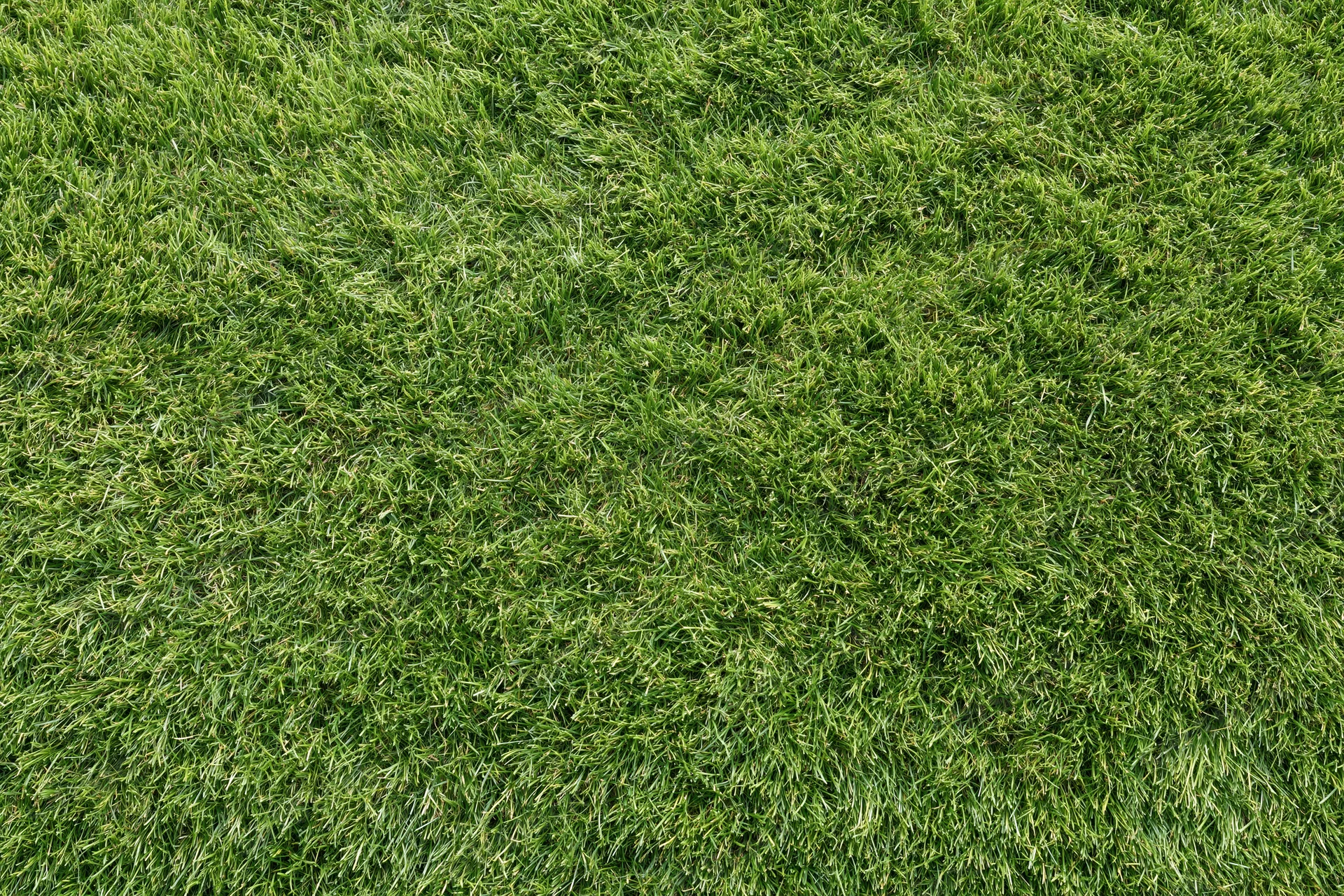 Closely mowed green grass lawn filling the frame