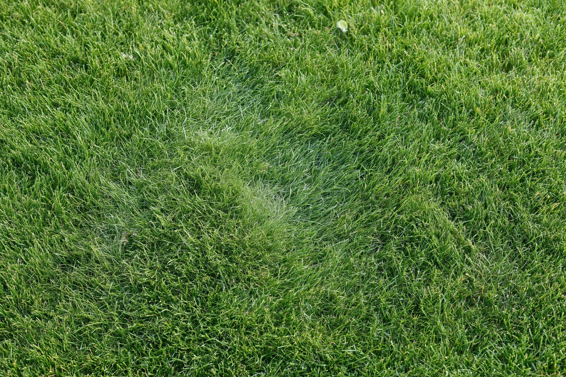Closely mowed green grass lawn filling the frame