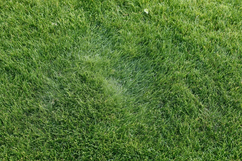Closely mowed green grass lawn filling the frame
