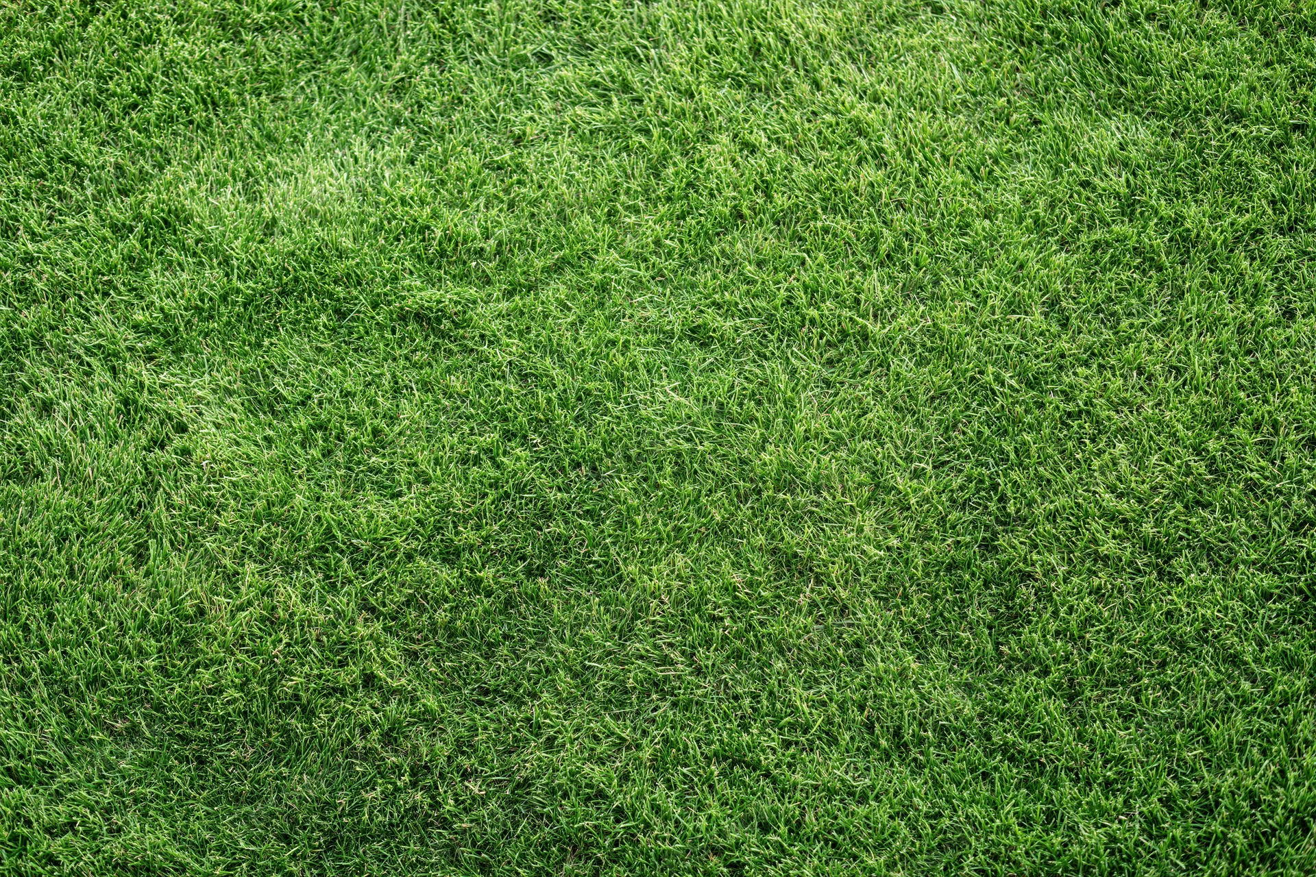 Closely mowed green grass lawn viewed from directly above filling the frame