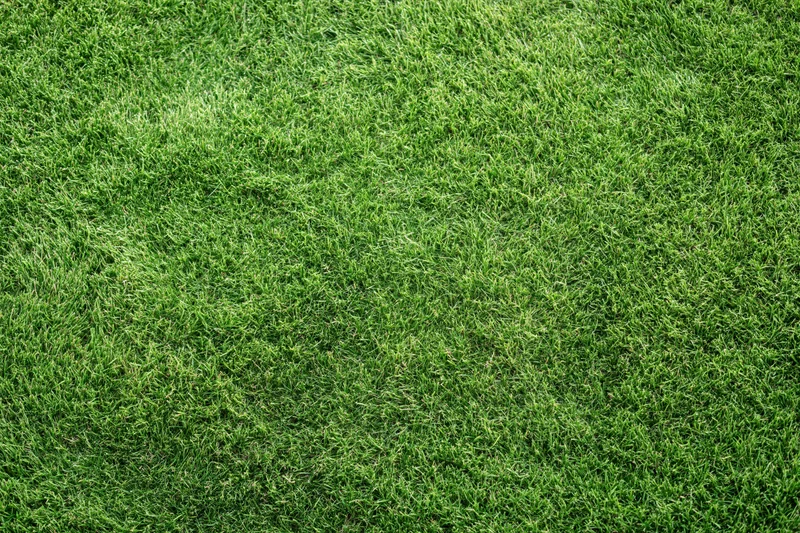 Closely mowed green grass lawn viewed from directly above filling the frame