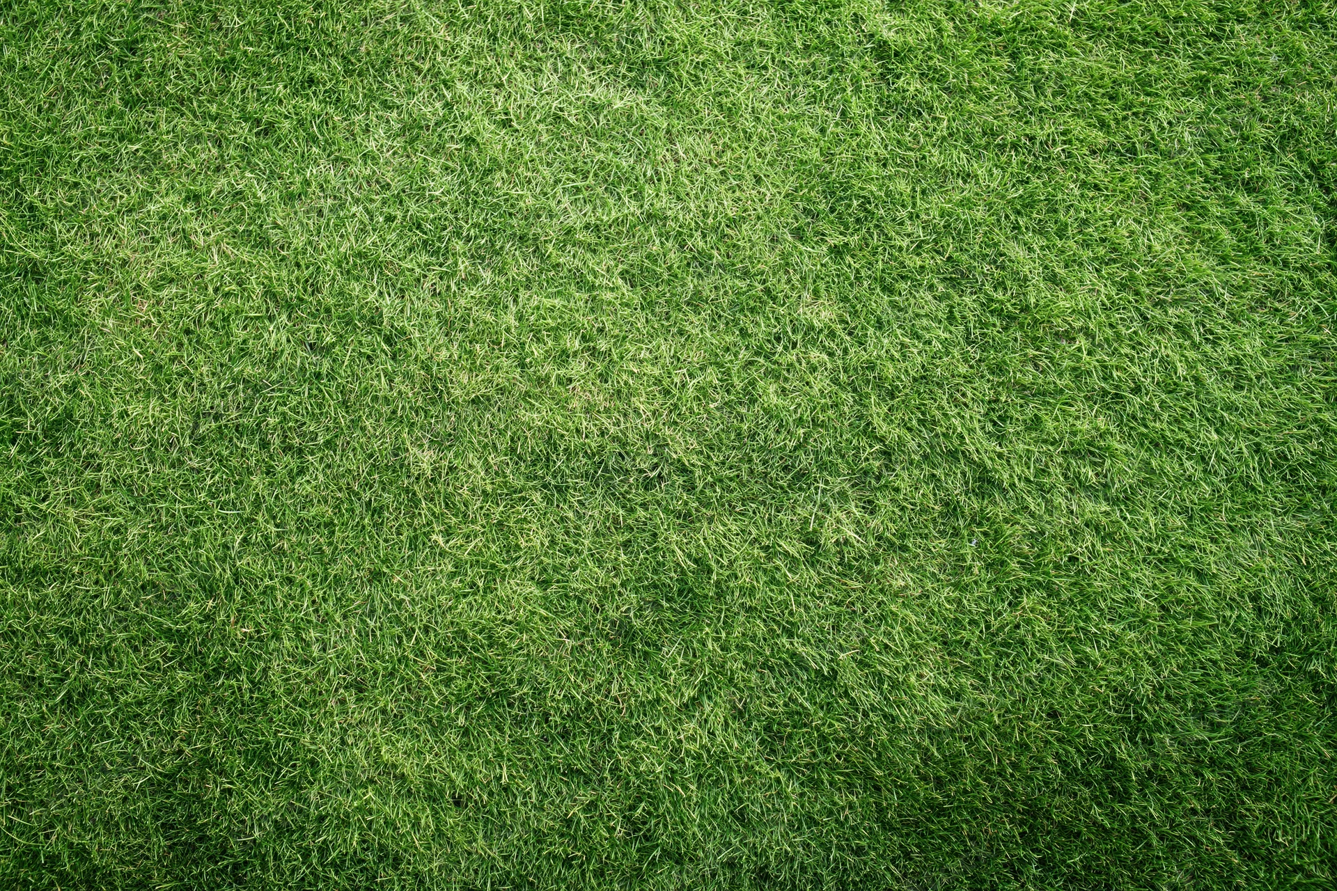 Closely mowed green grass lawn viewed from directly above filling the frame