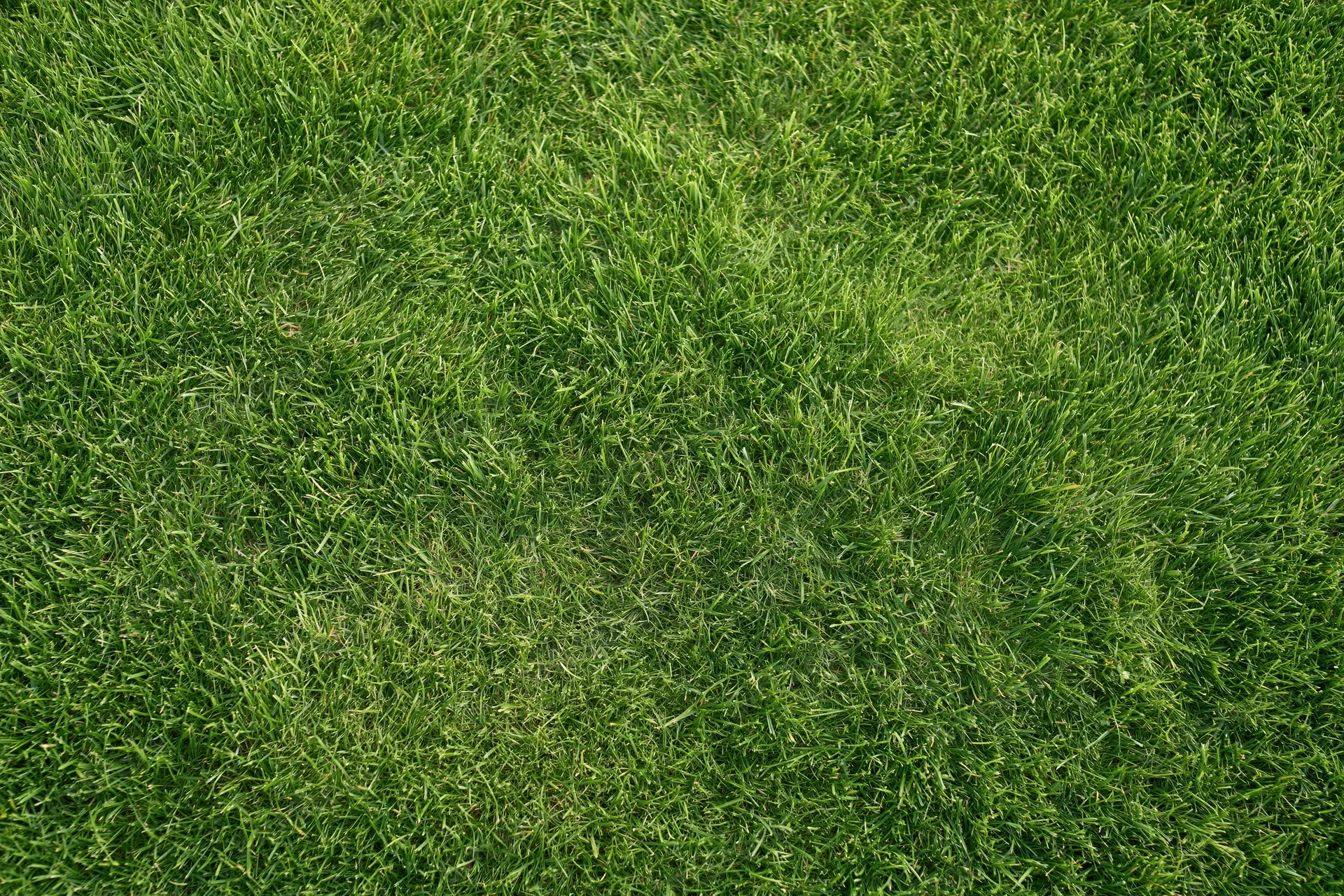 Closely mowed green grass lawn viewed directly from above filling the frame