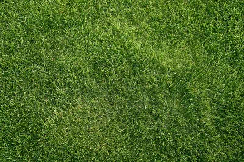 Closely mowed green grass lawn viewed directly from above filling the frame