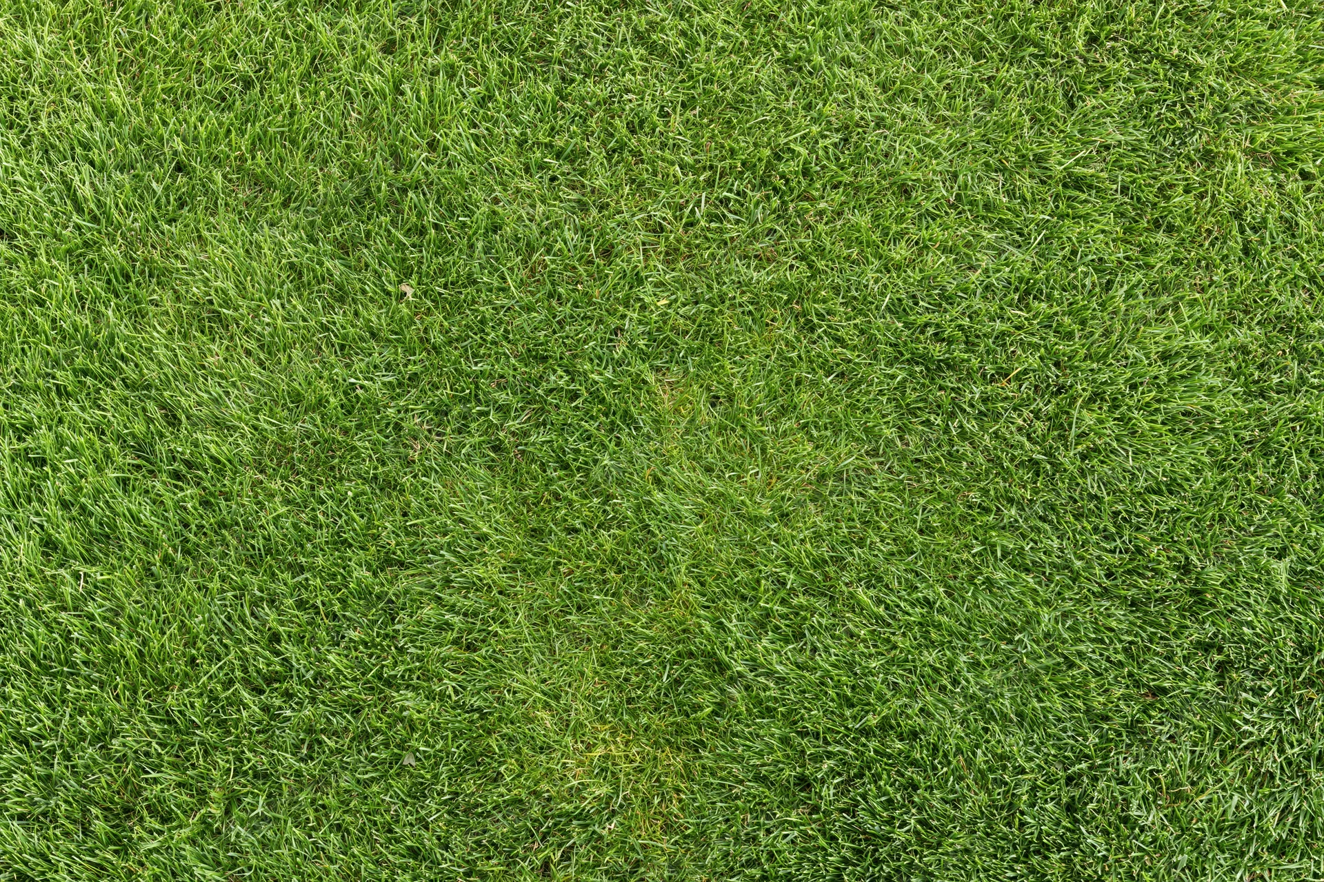 Closely mowed green grass lawn viewed from directly above filling the frame